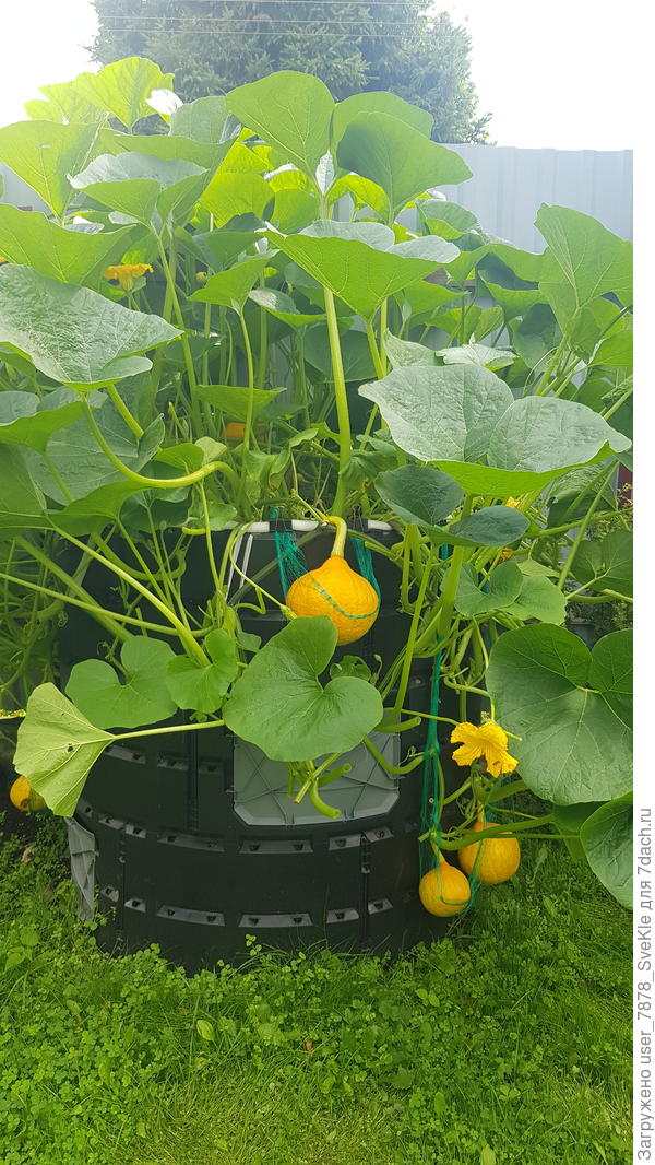 Потом решила применить много лет валяющиеся сетки для клематисов. Мне они не нравятся для клематисов