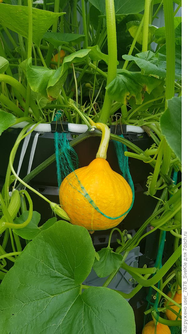 Получились тыквы в &quot;авоськах&quot;.