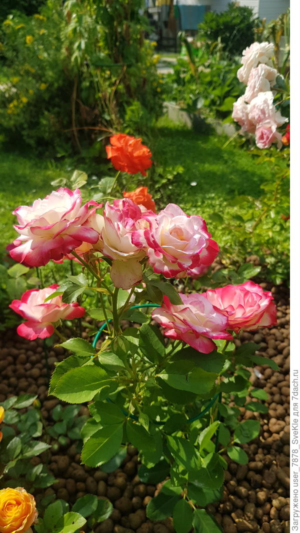 Принц Монако