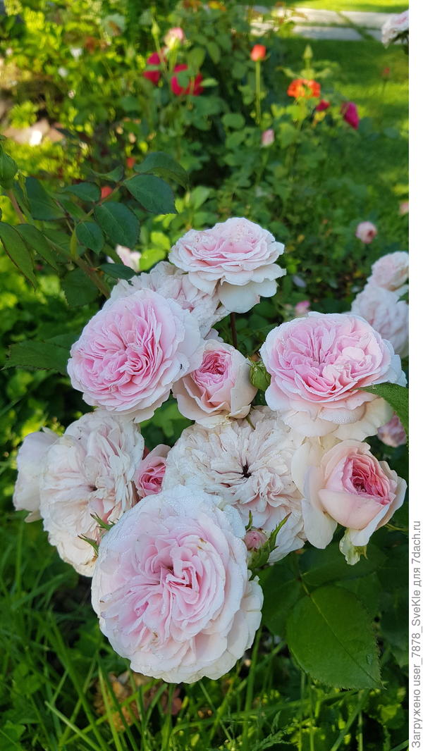 Мария-Терезия