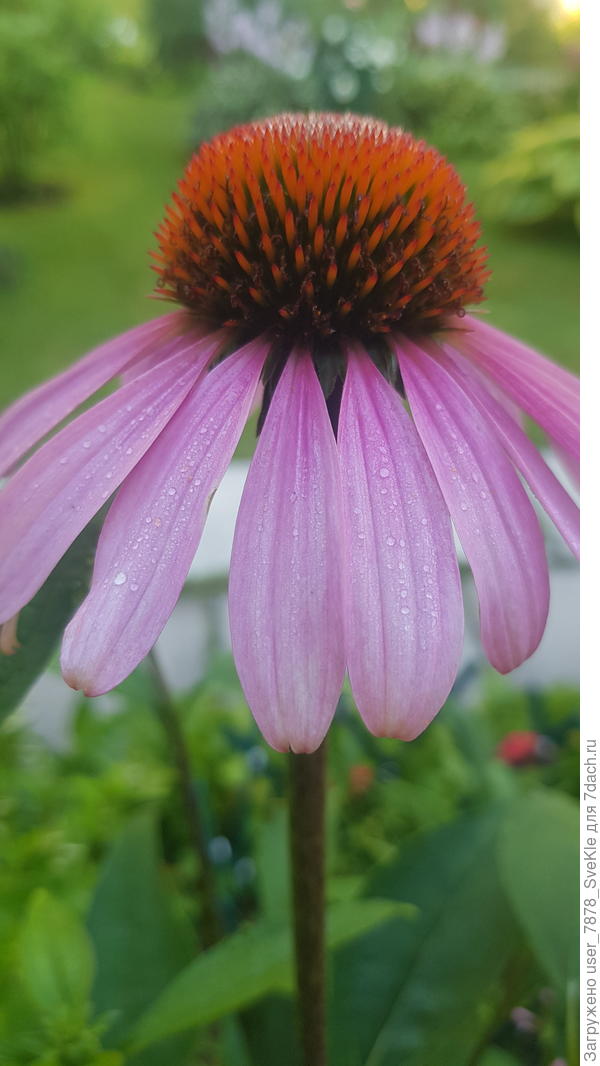 Форма воланчика для бадминтона)