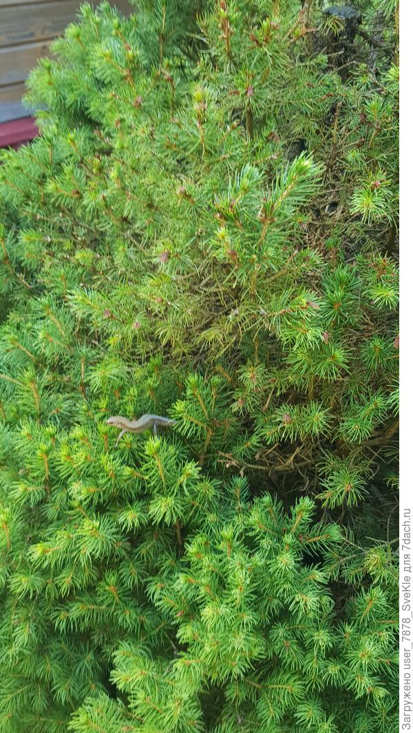 Сидит на Конике