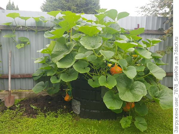 Плети по выходным укорачиваю, чттбы они не стелились по земле.