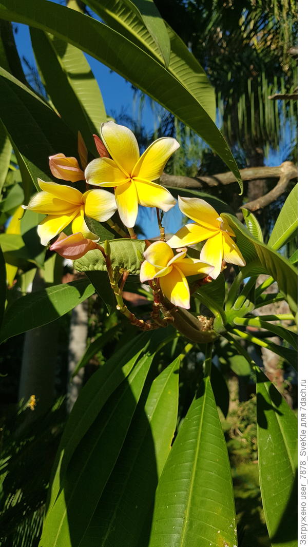 Вот тебе еще цветочков солнечных 💛 Только не хандри!