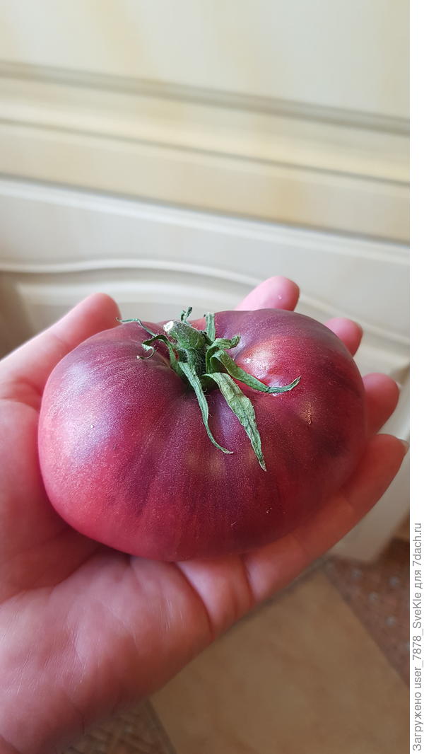 Лазоревый гигант, не гигант, конечно, но сладкииий