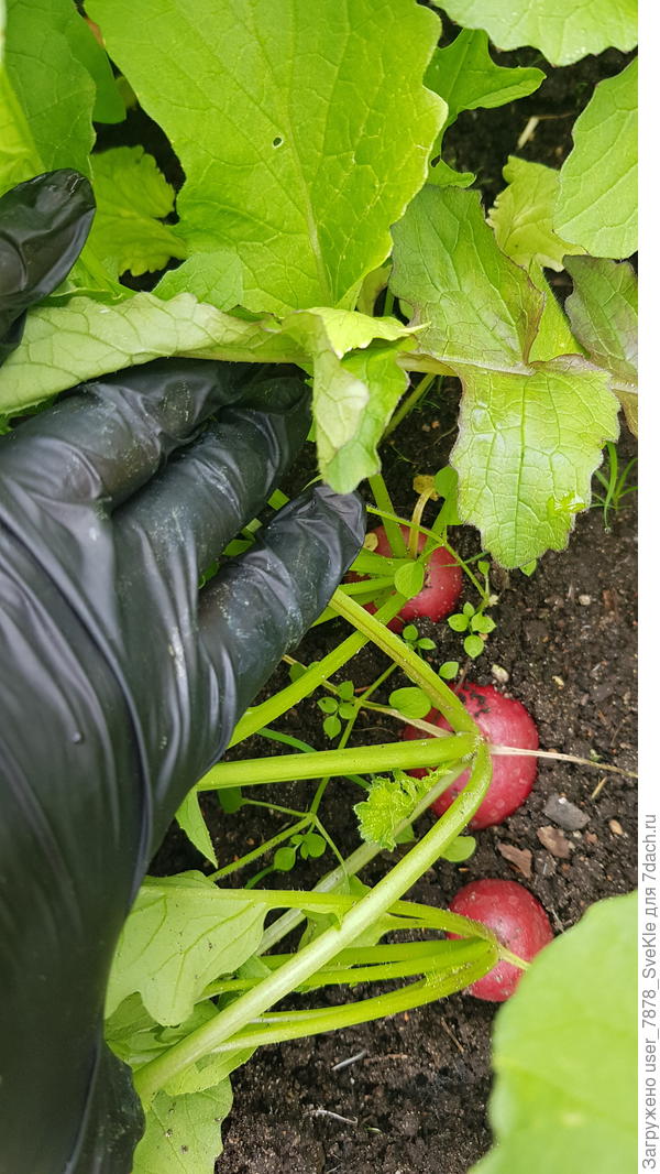 Редиска вкусная, сочная. Крупная. Благодаря палке-размечалке продергивать было не нужно)