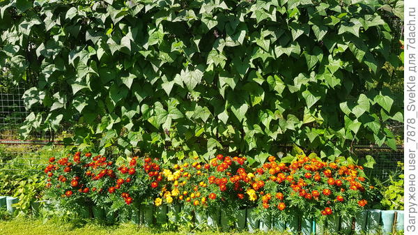 Бархатцы у нас растут вподножие фасоли. Берут на себя удар слизней. Слизни жрут бархатцы, а фасоль подрастает.