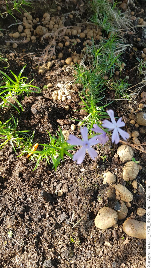 Шиловидный флокс!