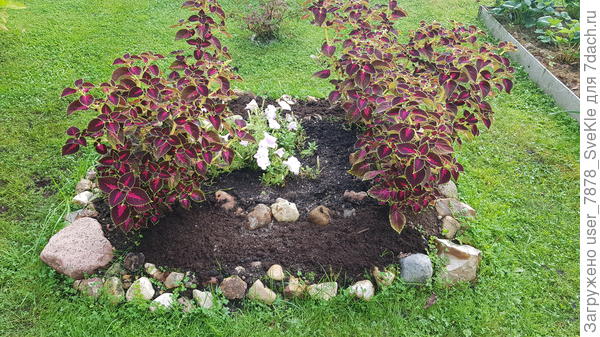 Убрали из клумбы гацании, колеусы их от солнца загородили