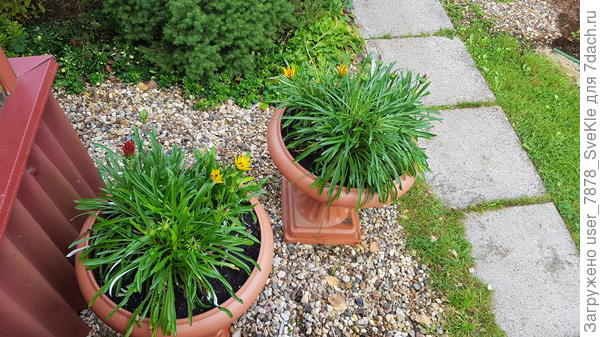 Из кашпо выкинули никакущие петунии, и туда заселиои гацании