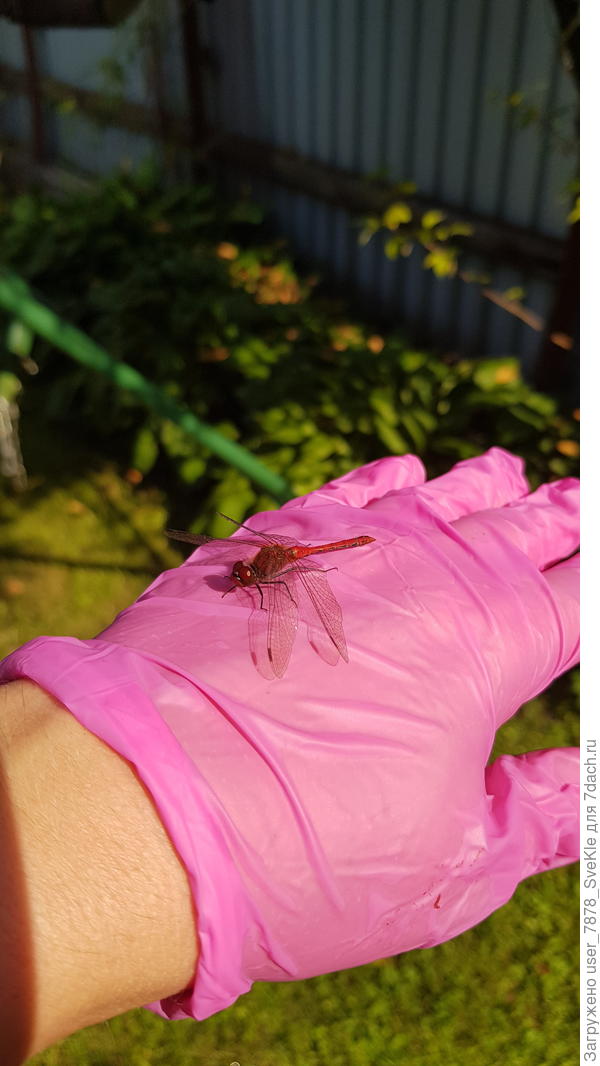Стрекозке понравился цвет моей перчатки, видимо)