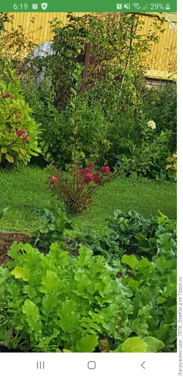 Вот. Попыталась укрупнить.