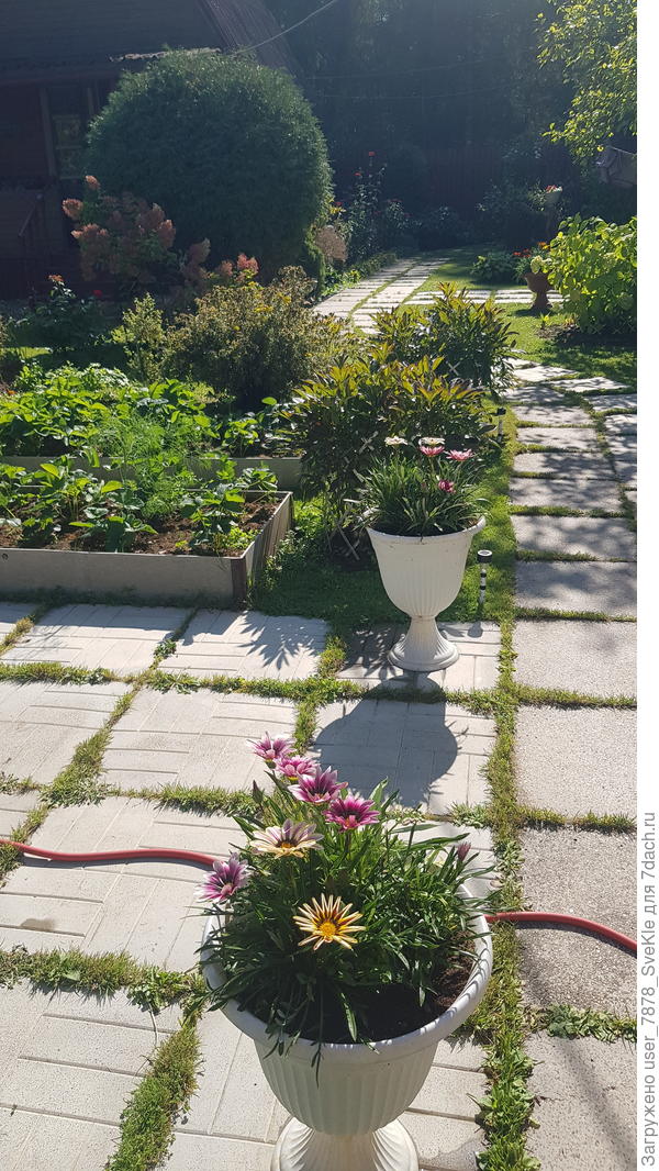 Хоть и не поливаются всю рабочую неделю. Терпят.