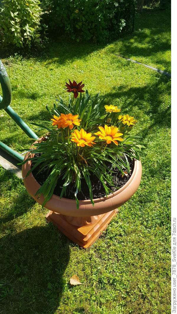 Первый, конечно, тебе от наших гацаний