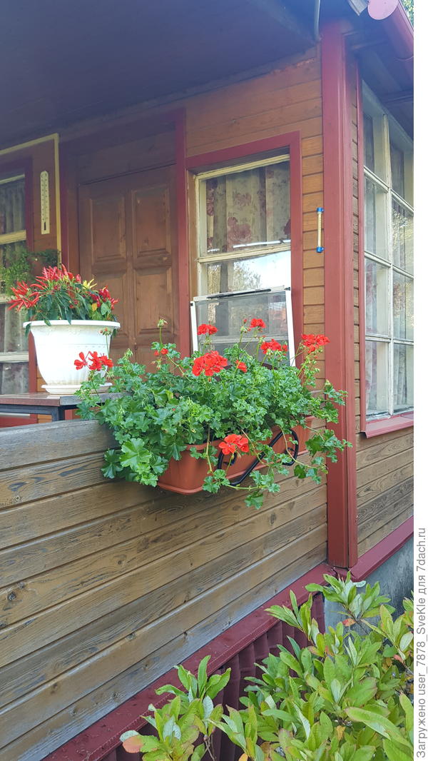 Пеларгошки