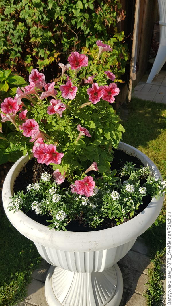 Последняя петуния упирается цветет, думая, что лето)