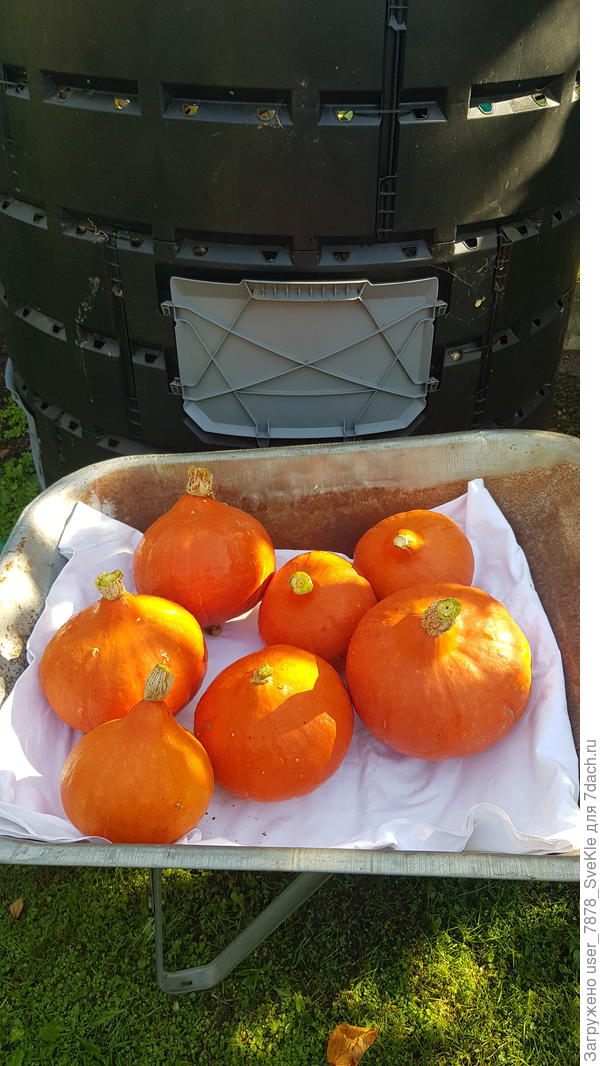 Семь штукаф😁