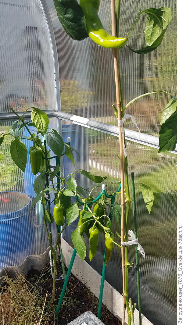 Остатки Рамиро на эксперименте