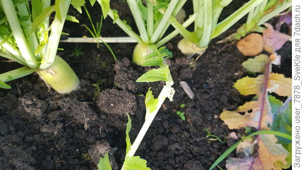 И так рядочками торчат белые удлиненные дайконины