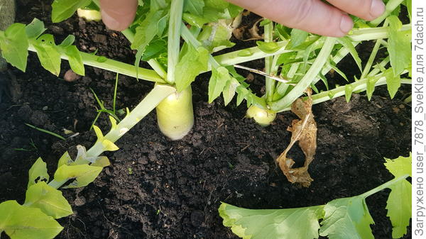 Круглый? Это еще сестрица окучила вытарчивающие &quot;кочерыжки&quot;