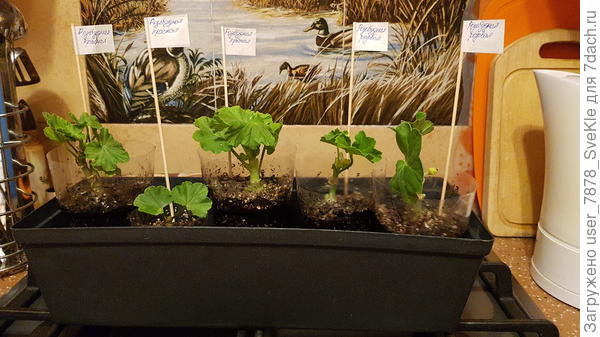 После работы занималась сегодня черенкми пеларгоний.