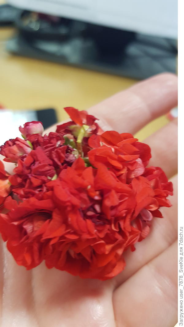 Цветы принесла с черенками для наглядности 😅
