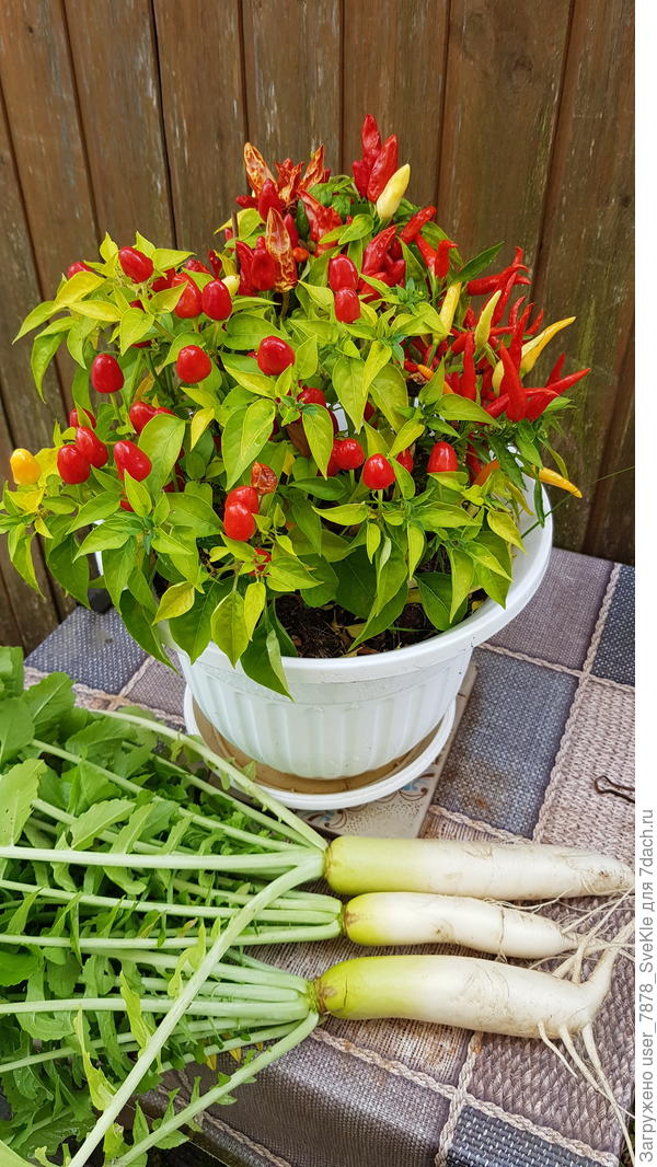 Осенний натюрморт