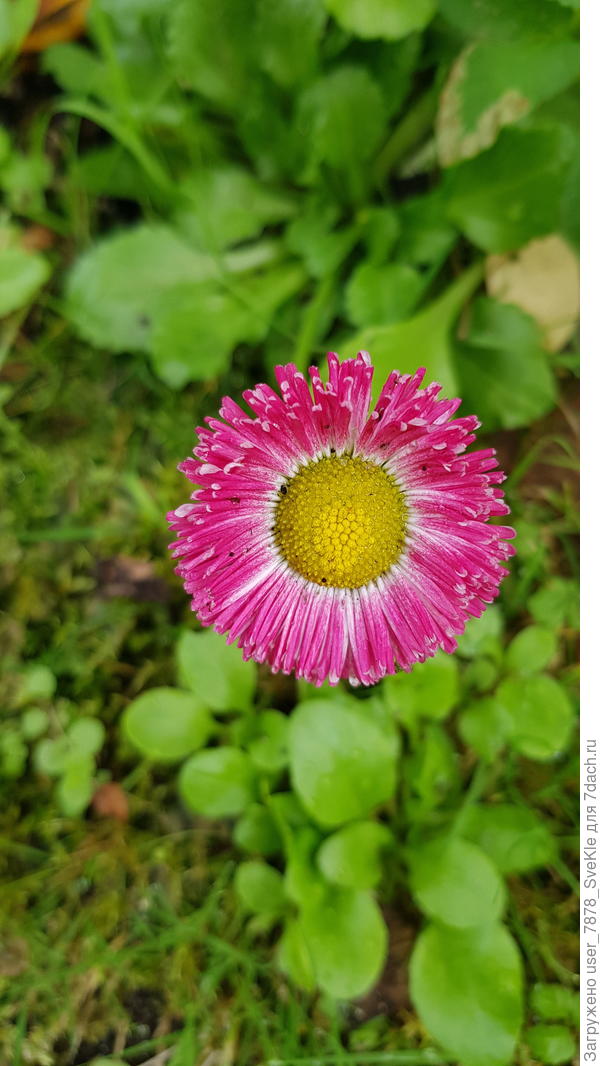 Маргаритка