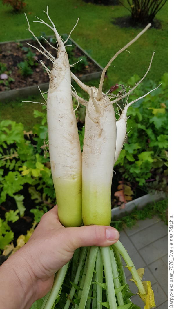 Разве он не КРУГЛЫЙ?! ... либо вы ничего не понимаете в геометрии 😂