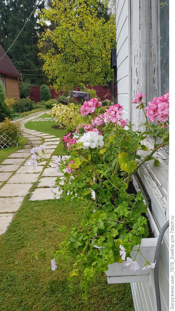 Пеларгохи так под окнами и висели. Тоже живы.