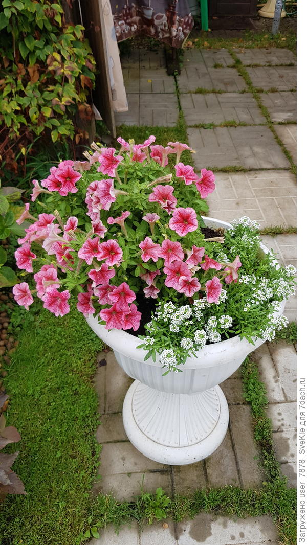 Петунька пережидала в теплице, теперь опять воздухом дышит)