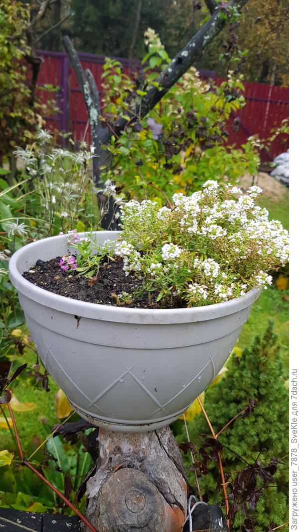 Алиссумам -2 не угроза