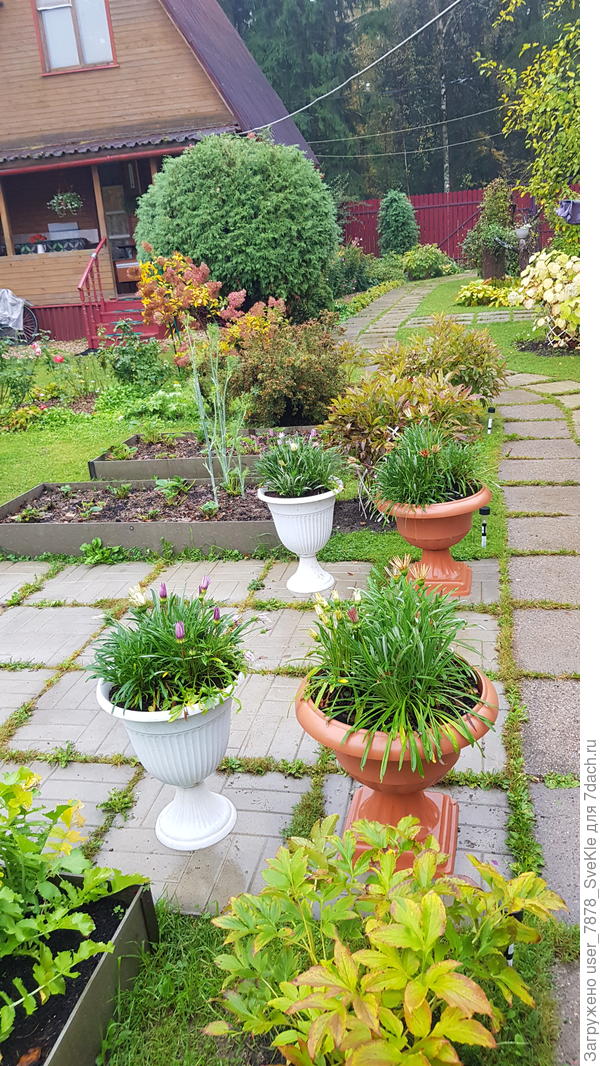 Гацании в бутонах, ждут солнышка, чтобы раскрыться