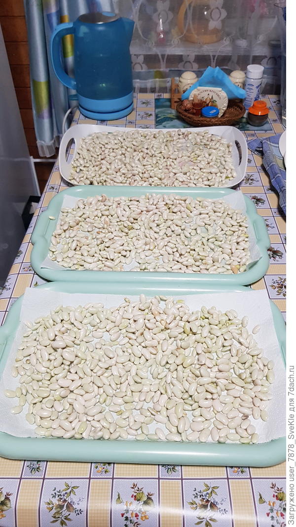 Налущили фасоль. Сохнет.