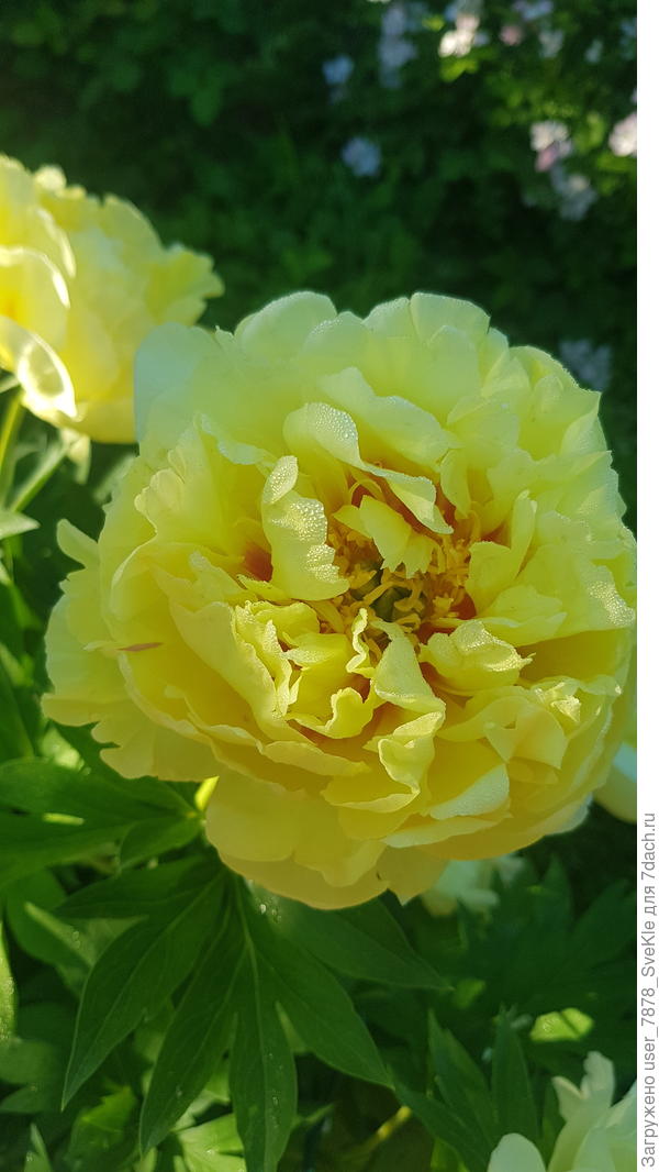 Лера, поздравляю Вас! Крепкого здоровья, счастья личного, наличного и безграничного!