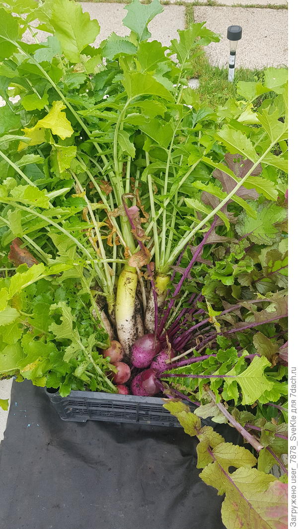 Дайкон 2024 😭