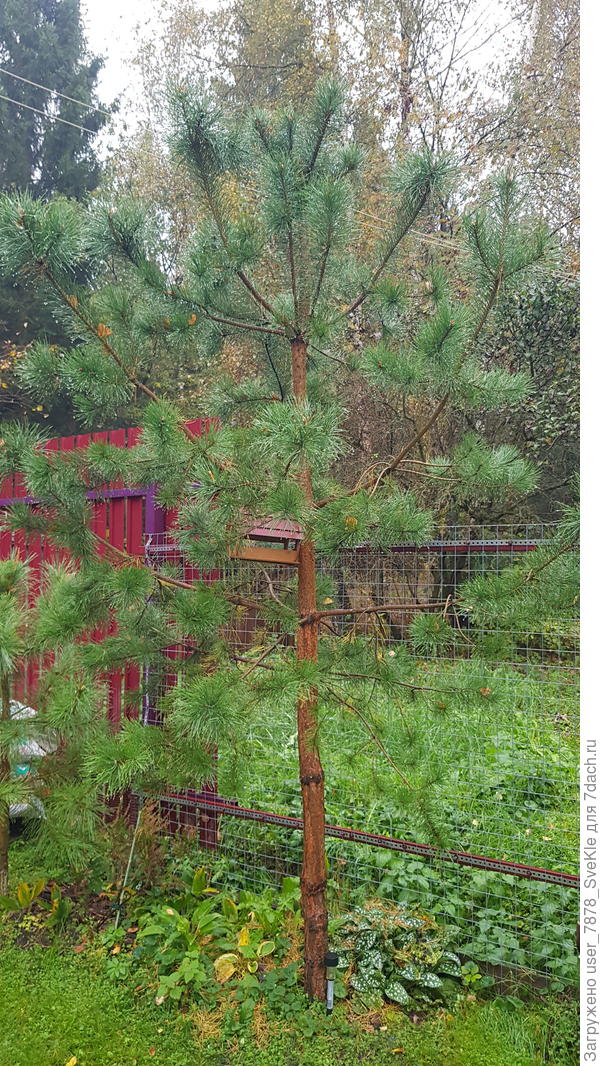 Вот сосна, а кедр слева. Он вполовину сосны.