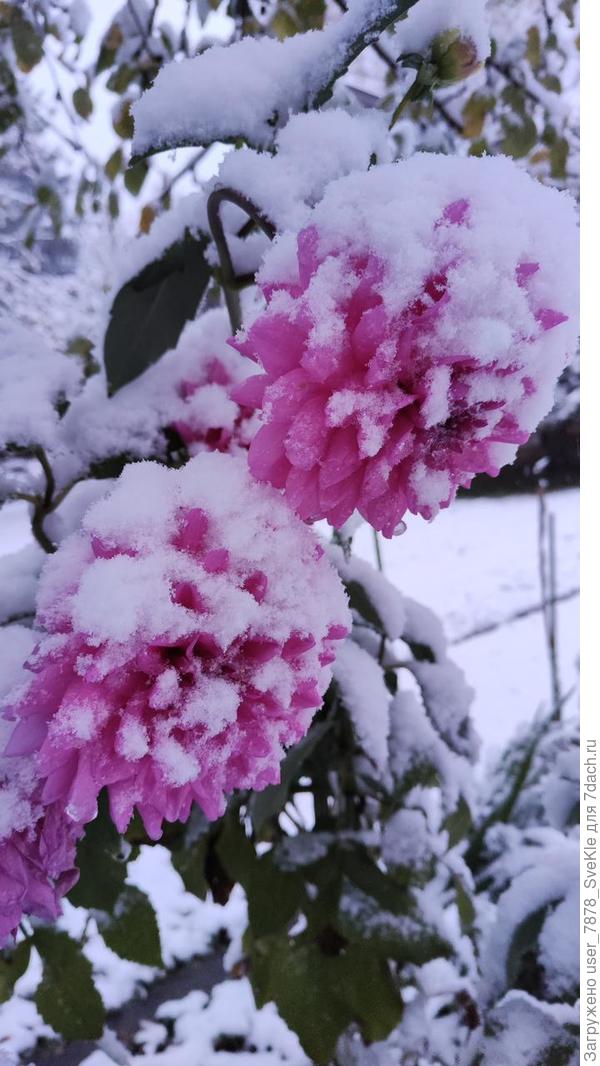 Красивые такие георгины)