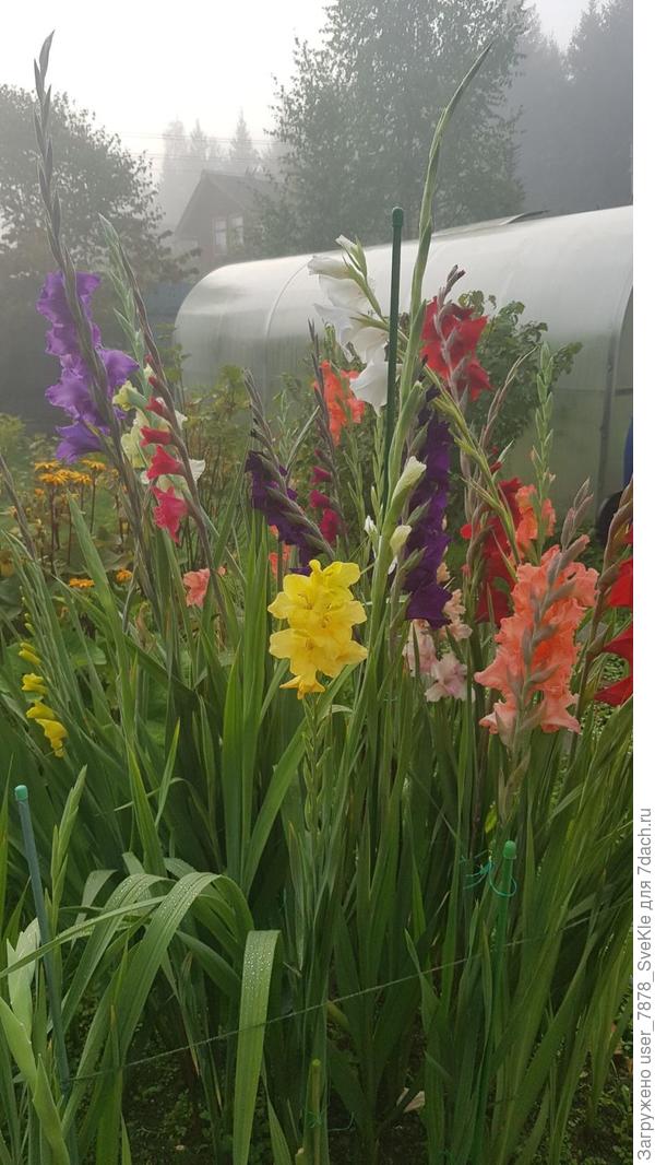 Конец августа 2020. У мамы было так.