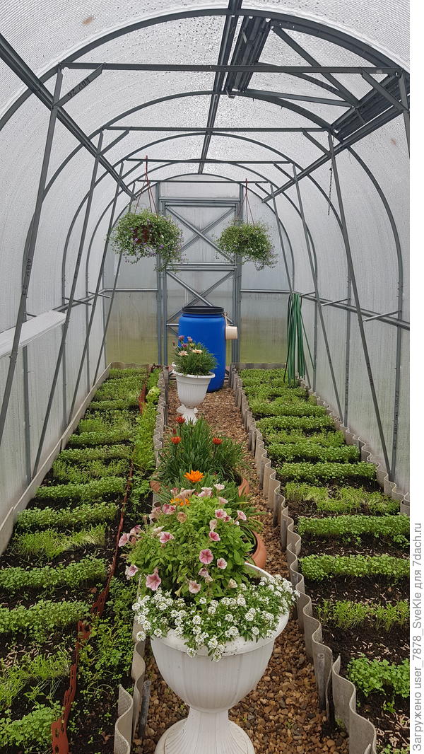 В тепличке все еще живы