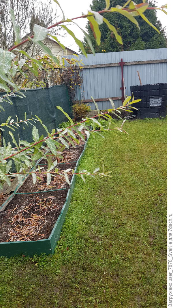 Начали разносить компост. Выходных катастрофически не хватает. День короткий(