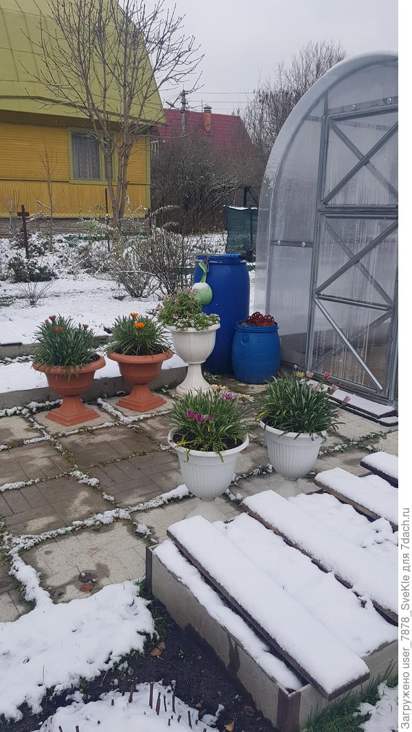 Днём гацании выгуливали на улице)