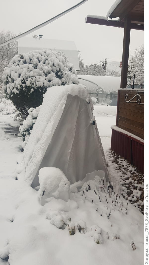 Здесь зимуют азалии