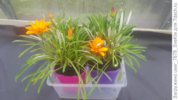 Привет тебе, Рудольфовна, от гацаний🙋‍♀️ Помирать отказываются. Поехали домой, что поделать. Больно стоически себя проявили.