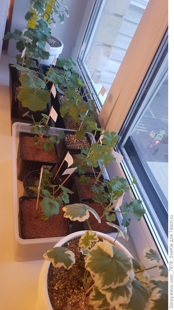 Вот вчера разбирала черенки пеларгоний. Переваливала в бОльшие горшочки.