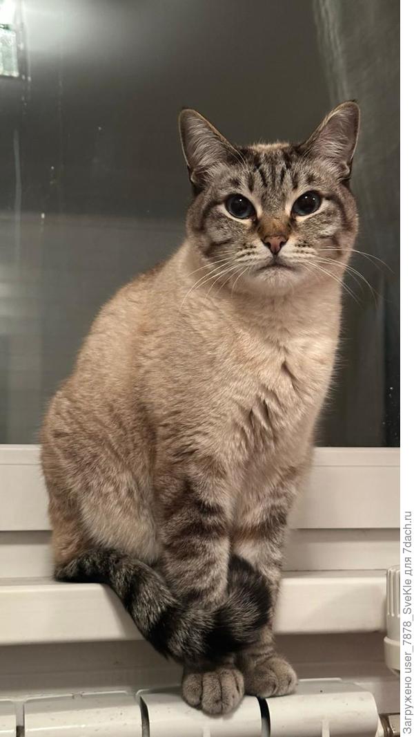 На даче. Пришел с прогулки, греет лапы на батарее)