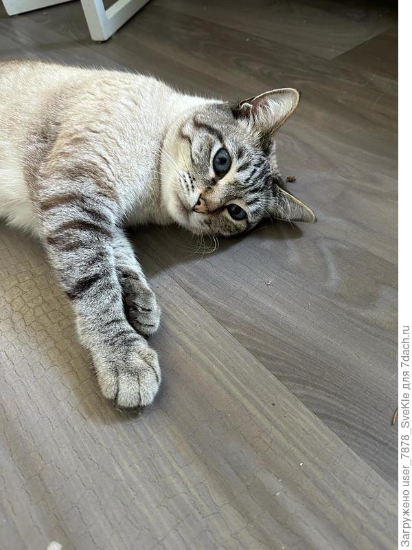 ...в квартире