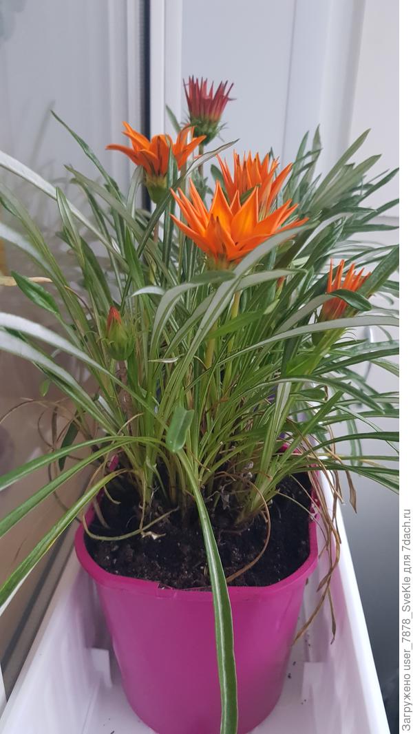 30 ноября, а они еще живы на балконе. Чудеса!