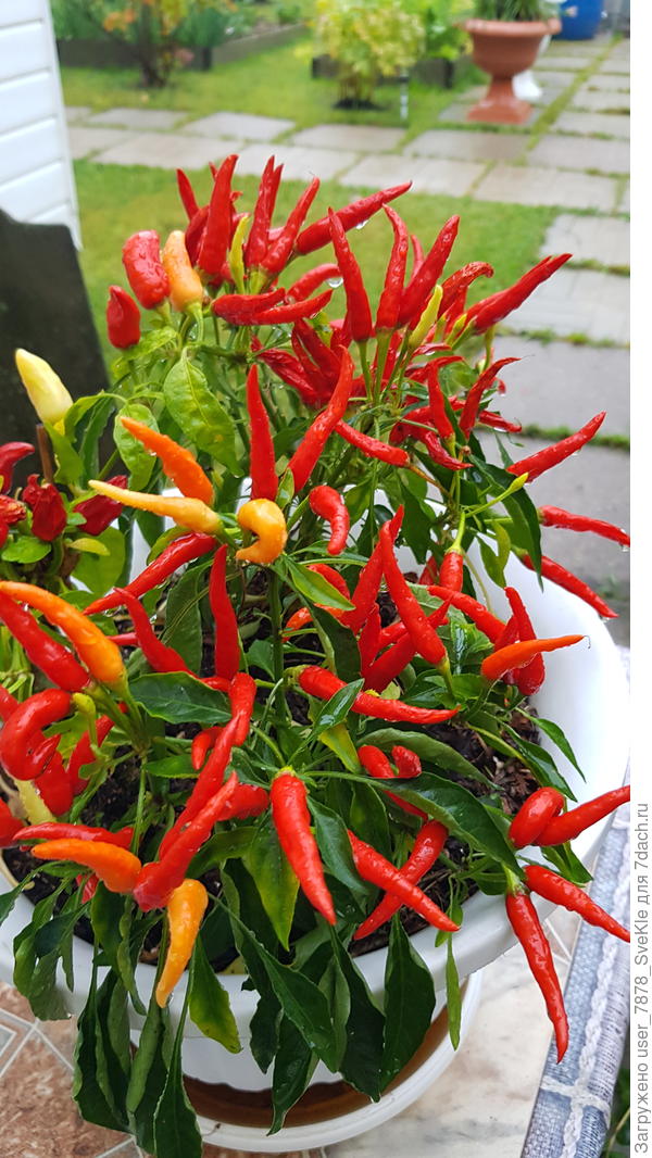 Медуза в сезоне 2024 мне очень понравилась.