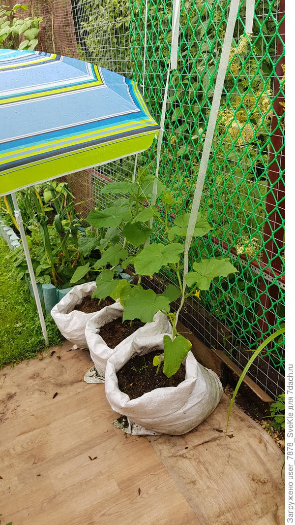 Поначалу прикрывали от солнца пляжным зонтом. Веревки можно было и не привязывать - сами тут же за сетку уцепились. Эксперимент понравился.